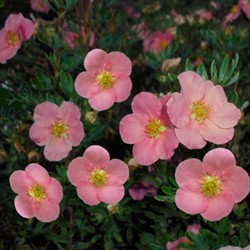 Potentilla Fruticosa Pink Queen - Potentille