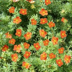 Potentilla Fruticosa Red Ace - Potentille frutescente