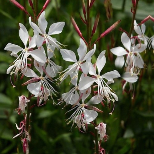 La Gaura vivace Whirling Butterflies - Gaura (Pack de Six)