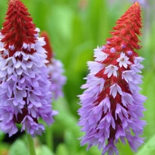 Primula Vialii - Primevère des marais (Pack de Six)