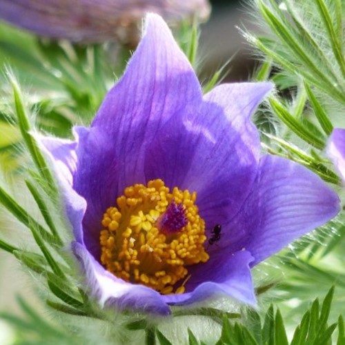 Pulsatille (Pulsatilla Vulgaris)