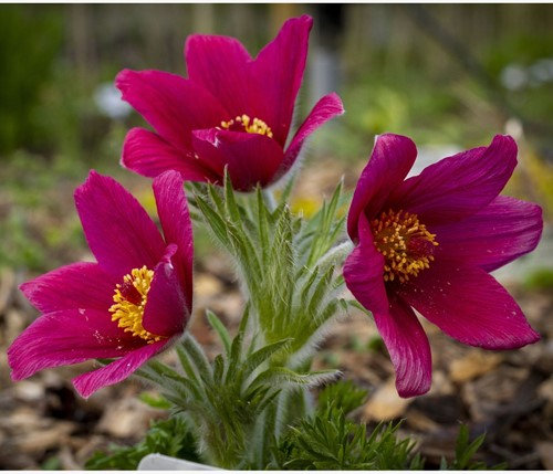 Pulsatilla vulgaris Rubra – Pulsatille