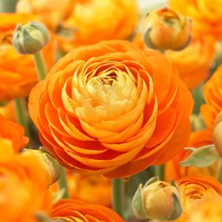 Ranonkel Oranje - Ranunculus dubbel
