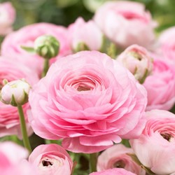 Renoncule Rose - Doubles Rose