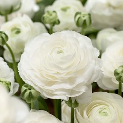 Ranonkel Wit - Ranunculus dubbel