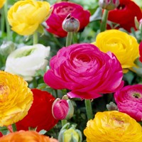 Ranonkels Mix (Grootverpakking XL) - Ranunculus