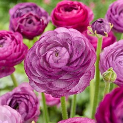 Ranonkel Paars - Ranunculus dubbel