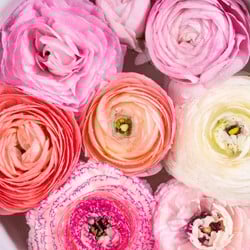 Renoncule Pastel Mélange - Ranunculus