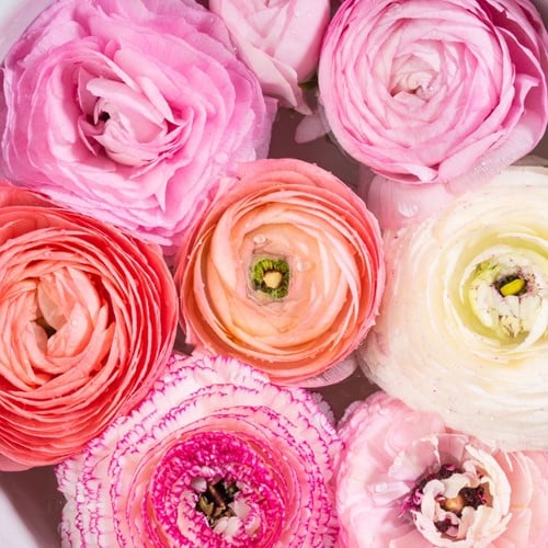 Renoncule Pastel Mélange - Ranunculus