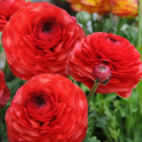 Renoncule Rouge - Doubles Rouge
