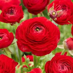 Renoncule Rouge - Doubles Rouge
