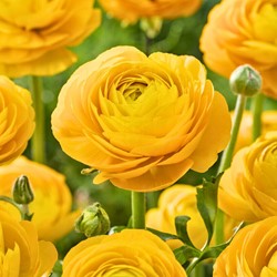 Ranonkel Geel - Ranunculus dubbel