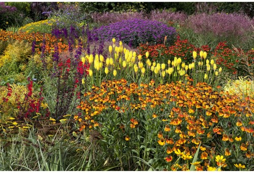 Plate-bande de jardin Orange, Jaune, Rouge et Violette - Modeste Herwig