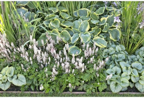 Plate-bande de jardin de plantes d ombre - Modeste Herwig