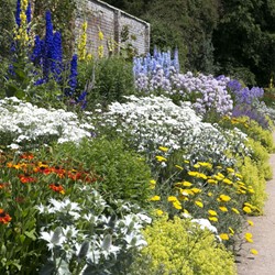 Plate-bande de jardin Blanche, Bleu et Jaune - Modeste Herwig (60 plantes)