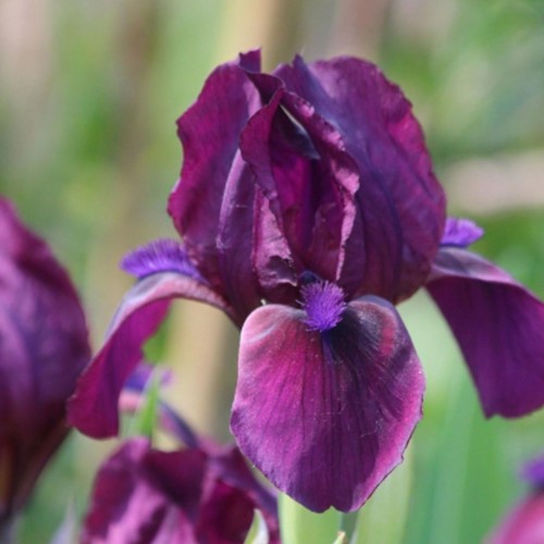 Iris Germanica Red Orchid Iris d'Allemagne (Pack de trois)