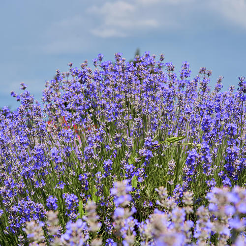 Sauge d'Afghanistan Blue Shadow - Perovskia atriplicifolia