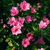 Rhododendron Azalea japonica Anouk – Azalée japonaise