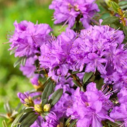 Rhododendron impeditum – Rhododendron nain à fleurs bleu-violet
