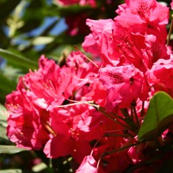 Rhododendron Nova Zembla