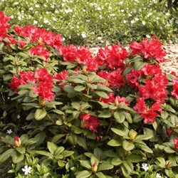 Rhododendron Scarlet Wonder