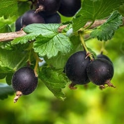 Ribes nidigrolaria Josta - Casseille
