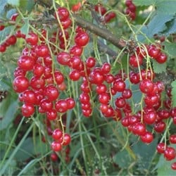 Ribes Rubrum Jonkheer van Tets - Groseillier à Grappes