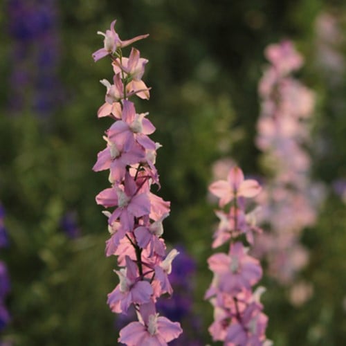 Pied d Alouette vivace Astolat - Delphinium (Pack de Six)