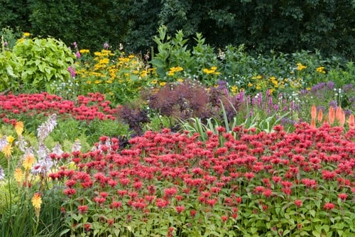 Plate-bande Romantic Red (avec une touche jaune/lilas)