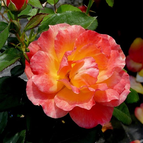 Rosier André Willemse – Rosa à Grandes Fleurs
