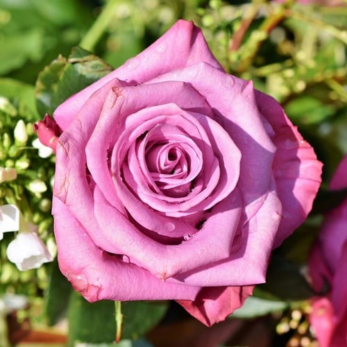 Rosier Blue River – Rosa à Grandes Fleurs