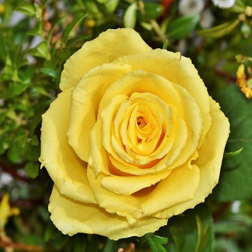 Rosier Friesia - Rosa floribunda