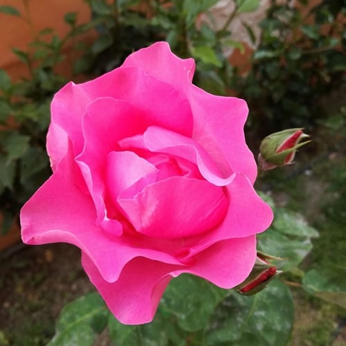 Rosier Melrose - Rosa floribunda