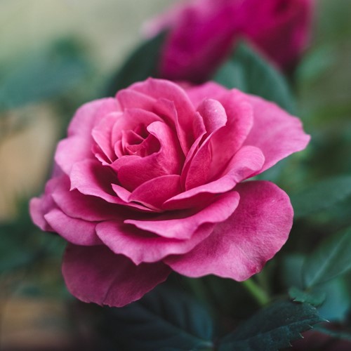 Rosier Queen Elizabeth – Rosa à Grandes Fleurs