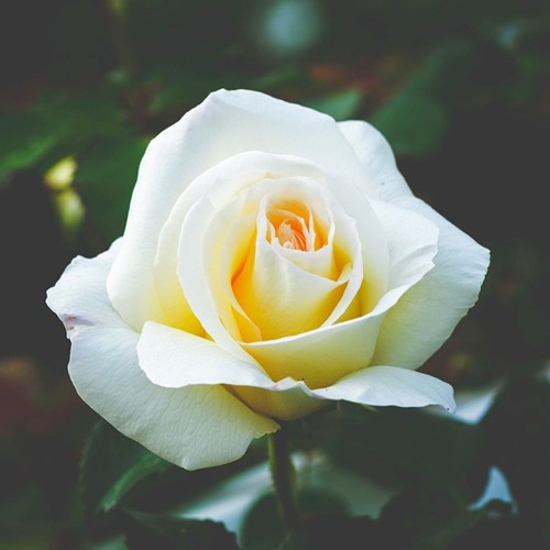 Rosier White Symphony – Rosa à Grandes Fleurs