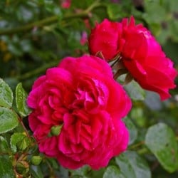 Rosier Red Leonardo da Vinci - Rosa