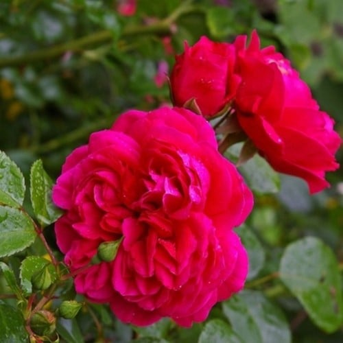 Rosier Red Leonardo da Vinci - Rosa