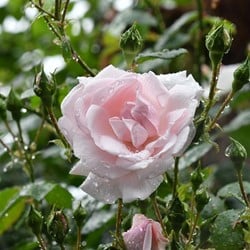 Rosier Grimpant New Dawn