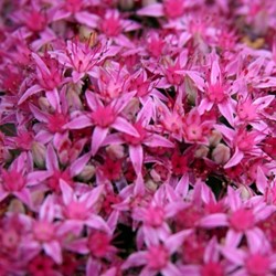 Orpin rose Carl - Sedum spectabile