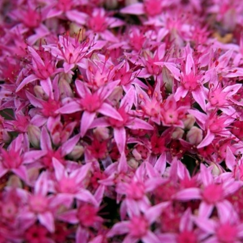 Orpin rose Carl - Sedum spectabile