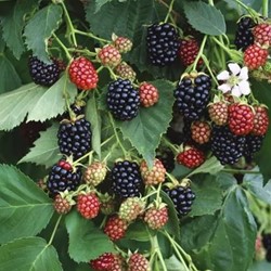 Rubus Black Satin - Ronce sans épines