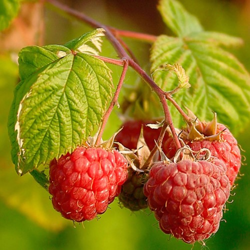 Rubus Idaeus Malling Promise - Framboisier