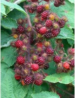 Rubus Phoenicolasius - Raisin du Japon