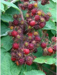 Rubus Phoenicolasius - Raisin du Japon