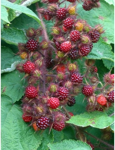 Rubus Phoenicolasius - Japanse Wijnbes