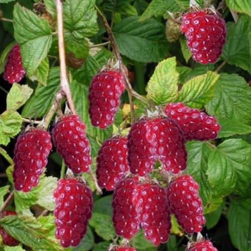 Rubus Tayberry - Mûre-Framboise