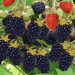 Rubus Thornless Evergreen - Ronce