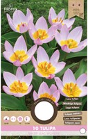Tulipes Bakeri Lilac Wonder - Tulipa-2