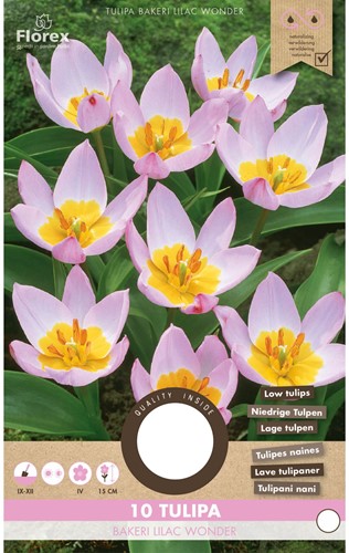 Tulipes Bakeri Lilac Wonder - Tulipa-2