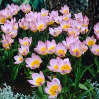 Tulipes Bakeri Lilac Wonder - Tulipa